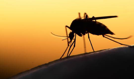 ΠΟΥ: Νέες οδηγίες για τα νοσήματα που μεταδίδονται από αρμποϊούς μέσω εντόμων «διαβιβαστών»