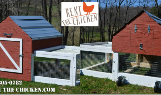 Rent the Chicken: Με τα αυγά κοντά στο 1 δολάριο, οι Αμερικάνοι άρχισαν να νοικιάζουν κότες