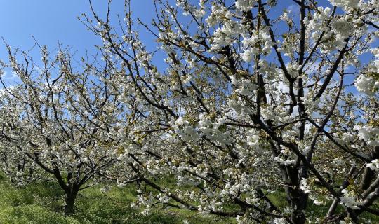 Ανθισμένες κερασιές Πιερίας: Τα sakura trees της Ελλάδας μάγεψαν τους επισκέπτες