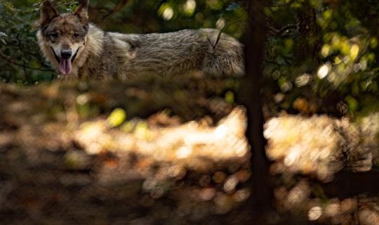 Πάρνηθα: Επιστημονικά αδόκιμη και πρακτικά ανέφικτη η απομάκρυνση των λύκων - Η γνωμοδότηση