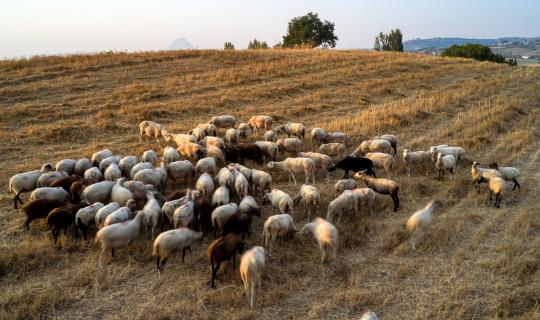 Μπιλλίνης: Στο «μικροσκόπιο» Εθνικής Επιστημονικής Επιτροπής τα μέτρα κατά της ευλογιάς των αιγοπροβάτων
