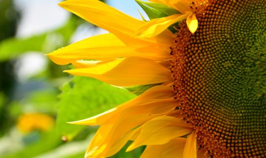 Ηλίανθος, ηλιέλαιο και στο βάθος ελαιόλαδο: Πώς η ξηρασία αλλάζει τις τιμές και την αγορά