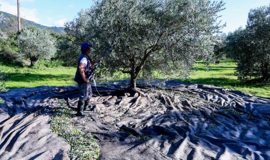 Ελαιόλαδο: Γιατί αναβλήθηκαν οι δηλώσεις συγκομιδής - Πότε ανοίγει το Μητρώο