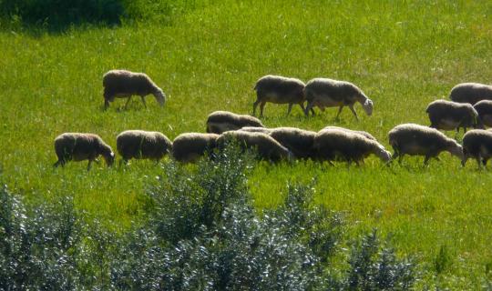 Ευλογιά αιγοπροβάτων: Παρατείνονται έως 7 Ιανουαρίου τα προληπτικά μέτρα στην Κρήτη