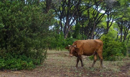 Πώς δεν θα έχουμε ξανά μπλόκα (II): Άμεση ανάγκη για στήριξη στις μικρές αγορές