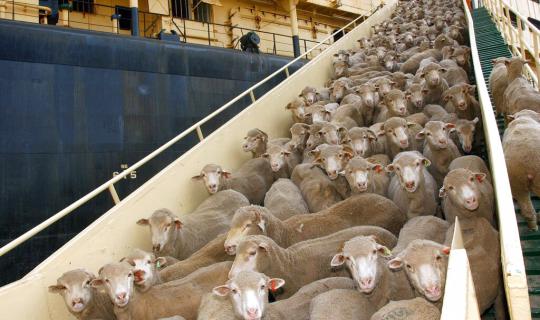 Τα πλοία μεταφοράς ζώντων ζώων, είναι ένας ασφαλέστατος τρόπος μεταφοράς ναρκωτικών