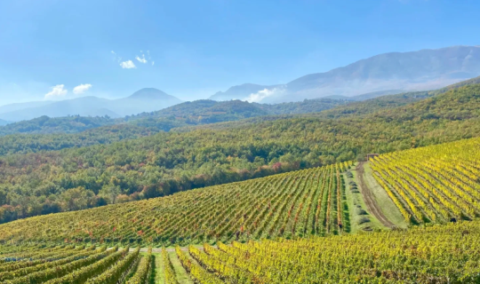 Νάουσα: Ένα γευστικό ταξίδι στην πόλη του κρασιού