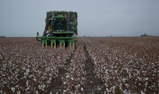 Στο επίκεντρο η επόμενη μέρα του ελληνικού βαμβακιού