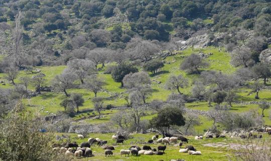 ΥΠΑΑΤ: Εντατική επιτήρηση για τον αφθώδη πυρετό στη Λέσβο