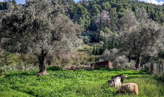 Παρατείνονται έως τις 15/4 τα προληπτικά μέτρα για την ευλογιά των αιγοπροβάτων στην Κρήτη