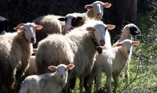 Ευλογιά αιγοπροβάτων: Πάνω από 60.000 αστυνομικοί έλεγχοι και 109 συλλήψεις από τον Οκτώβριο