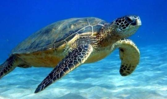 Η καρέτα-καρέτα, πρεσβευτής του βιώσιμου τουρισμού στην Κρήτη