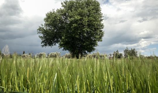 Όταν ακόμη και η Συρία έγινε αυτάρκης, ποιο το μέλλον της ελληνικής σιτοκαλλιέργειας;