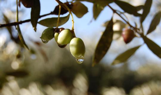 Υπολείμματα φυτοπροστατευτικών προϊόντων: Εντός ορίων το 98,2% των δειγμάτων Δεκεμβρίου 2025