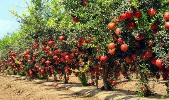 Η δύναμη των ροδιών: Πλούσια σε αντιοξειδωτικά και ευεργετικά για τον οργανισμό