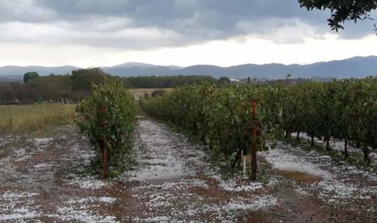 Κλιμάκιο του ΕΛΓΑ στην Πιερία για την καταγραφή των ζημιών από την χαλαζόπτωση