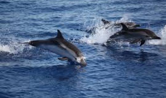 Γαλλία: Απαγόρευση αλιείας στον Βισκαϊκό Κόλπο για την προστασία των δελφινιών