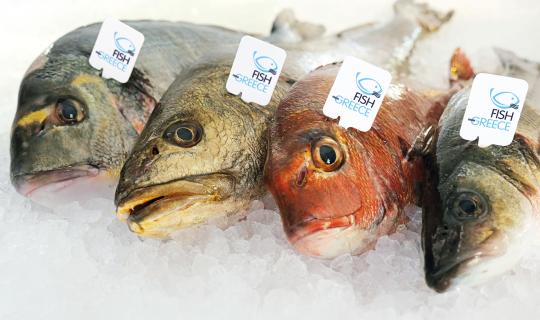 Ηγέτιδα δύναμη στις διεθνείς αγορές η ελληνική ιχθυοκαλλιέργεια