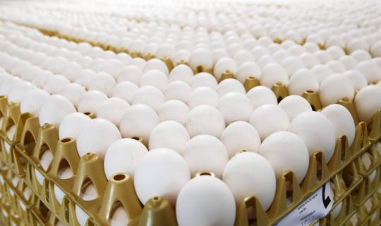 Τι συμβαίνει στον εγκέφαλο όταν καταναλώνεις τροφές πλούσιες σε χολίνη