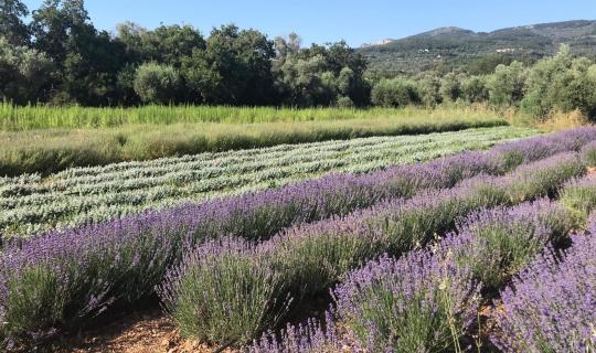 Στη Λάρισα οι πρώτες «βιοκλίνες»