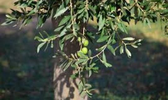 ΙΤΕ: Βιολογικές και βιοτεχνολογικές μέθοδοι καταπολέμησης του δάκου της ελιάς, για την προστασία της ελαιοπαραγωγής