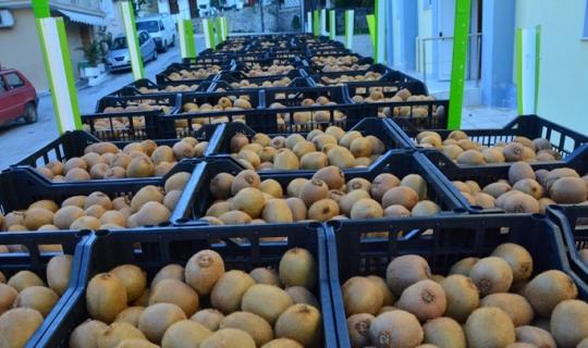 Ανοίγει η αγορά του Βιετνάμ για το ελληνικό ακτινίδιο