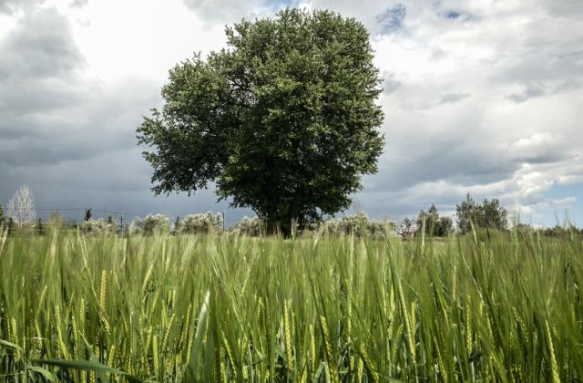 Όταν ακόμη και η Συρία έγινε αυτάρκης, ποιο το μέλλον της ελληνικής σιτοκαλλιέργειας;