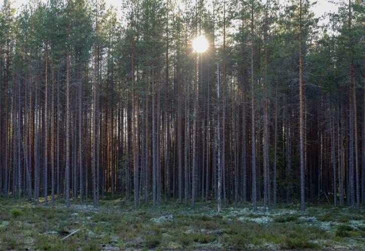 Η Ρωσία «επιστρατεύει» δάσος μεγαλύτερο από την Ινδία για την αντιστάθμιση εκπομπών άνθρακα