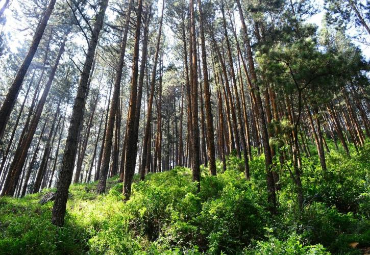 Κομισιόν: Επιπλέον τρία δισεκατομμύρια δέντρα ως το 2030 - Εγκαινιάζεται το εργαλείο MapMyTree