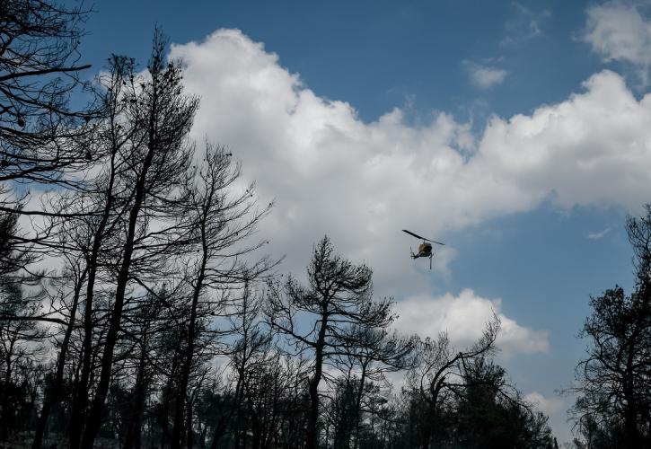 Εργασίες απομάκρυνσης καμένων δένδρων από τις πυρόπληκτες περιοχές της Αττικής 