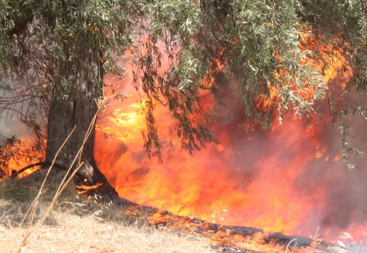 Πύργος: Πυρκαγιά στην Ηράκλεια - Εντολή εκκένωσης της κοινότητας και του Πουρναρίου