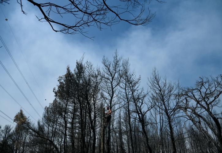 Λέκκας: Στην Εύβοια 300.000 στρέμματα δάσους έχουν καταστραφεί ολοσχερώς - Η περιβαλλοντική κρίση είναι εδώ
