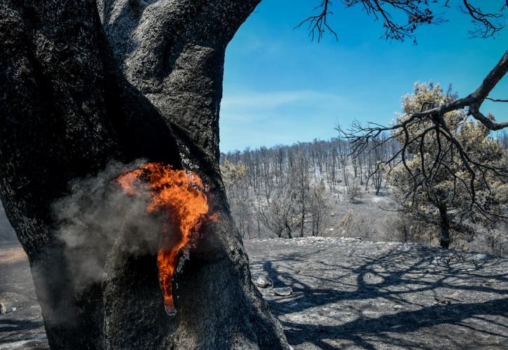 Πυρκαγιές: Πάνω από 276.000 καμένα στρέμματα σε Εύβοια και Αττική