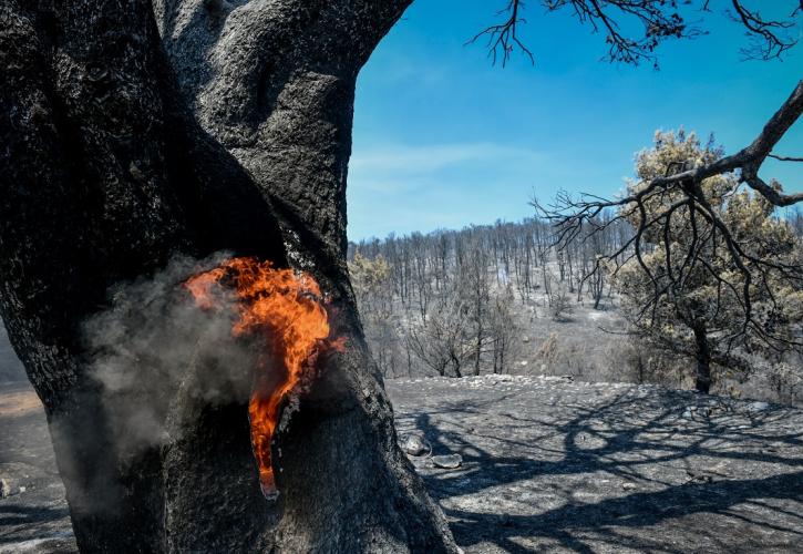 Πόσα χρήματα πάνε τελικά στην πρόληψη και καταστολή πυρκαγιών - Τα αδύνατα σημεία της Ελλάδας