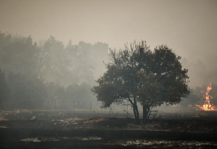 Υπό έλεγχο τέθηκε φωτιά στην Κάρυστο της Εύβοιας