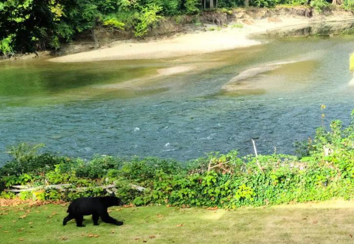 «Bearbnb»: Τώρα μπορείτε να μείνετε στο σπίτι του Winnie the Pooh