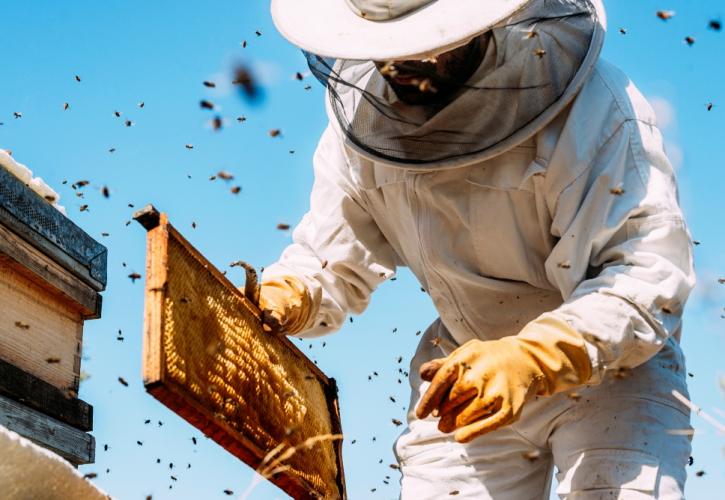 Ο όμιλος Ηρακλής στηρίζει τη βιώσιμη ανάκαμψη της μελισσοκομίας στη Β. Εύβοια