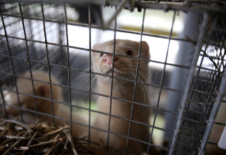 Φινλανδία: Εμβολιάζει τα μινγκ εκτροφής για να τα «σώσει» από την Covid-19