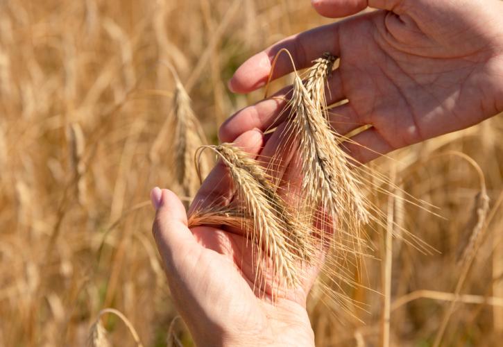 Σε υψηλό 10 ετών οι τιμές τροφίμων τον Σεπτέμβριο