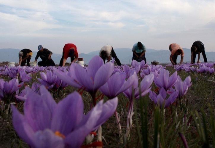 Μειωμένη κατά 30% η παραγωγή του κρόκου Κοζάνης
