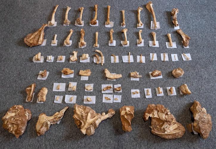 Βρέθηκαν απολιθωμένα οστά ζώων που έζησαν στη Λέσβο πριν από 2 εκατ. χρόνια	