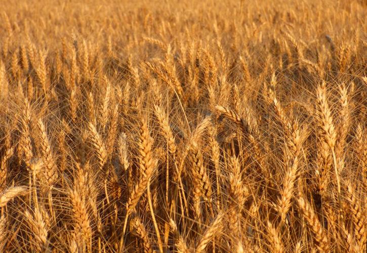 Τουρκία: «Βουτιά» 14,3% στην παραγωγή σιτηρών το 2021