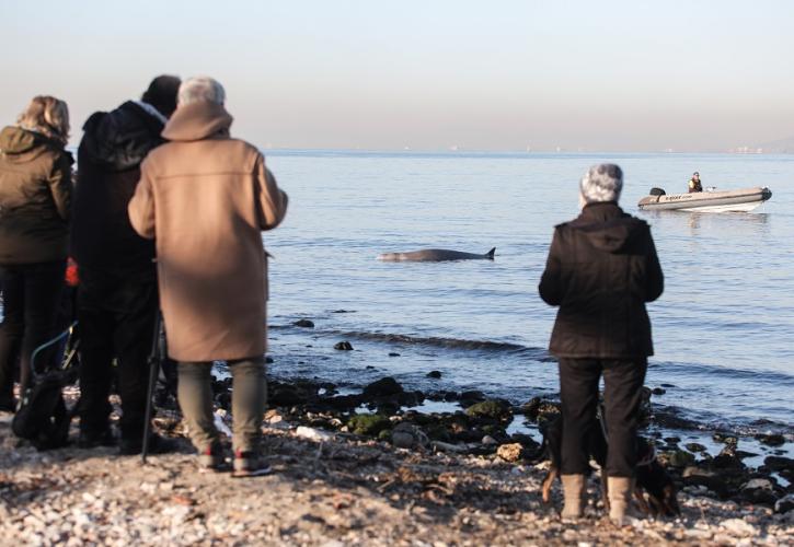Μία μικρή φάλαινα φυσητήρας εξόκειλε στην παραλία Αλίμου - Σε εξέλιξη επιχείρηση διάσωσης