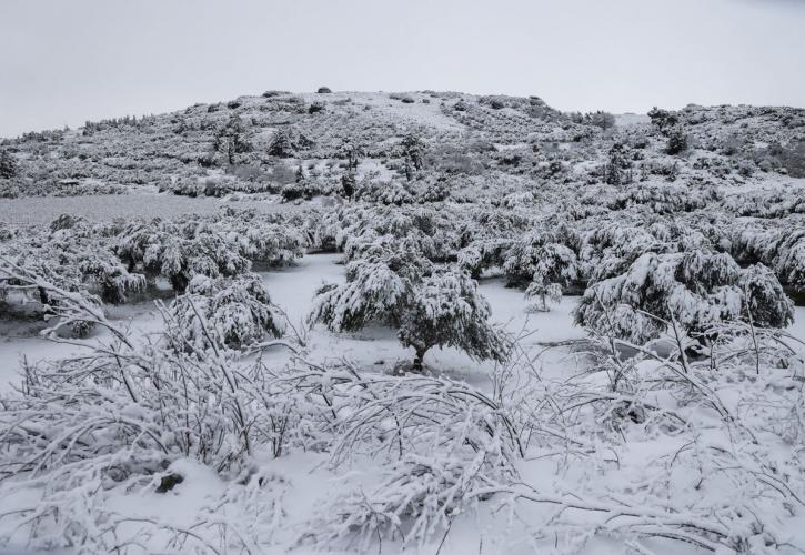 Κακοκαιρία: 30 εκατοστά χιόνι στα χωριά του Οροπεδίου Λασιθίου