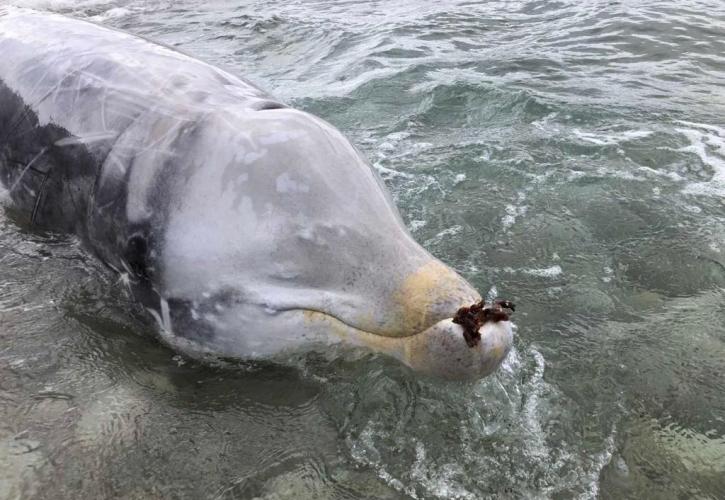 ΥΠΕΝ: Επιτυχής η διάσωση και της τρίτης ραμφοφάλαινας στη δυτική ακτογραμμή της Κέρκυρας