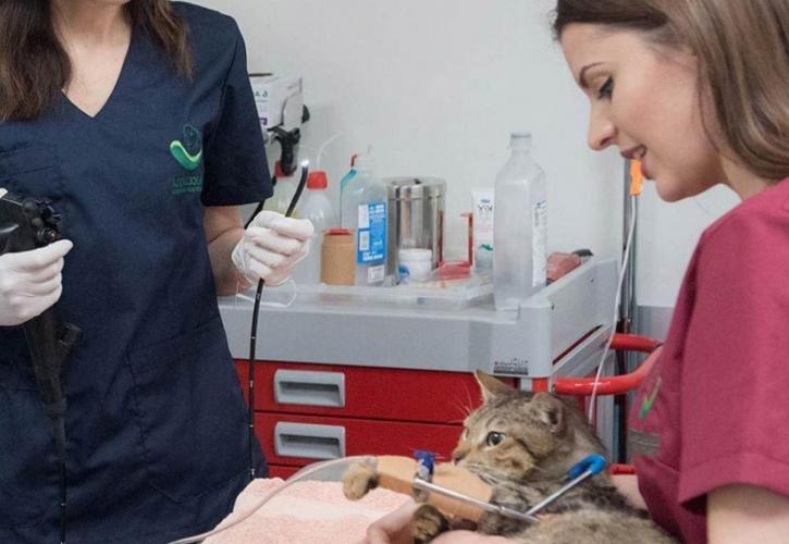 SMERemediumCap: Απόκτηση μετοχικής πλειοψηφίας στην Πλακεντία Κτηνιατρική Κλινική