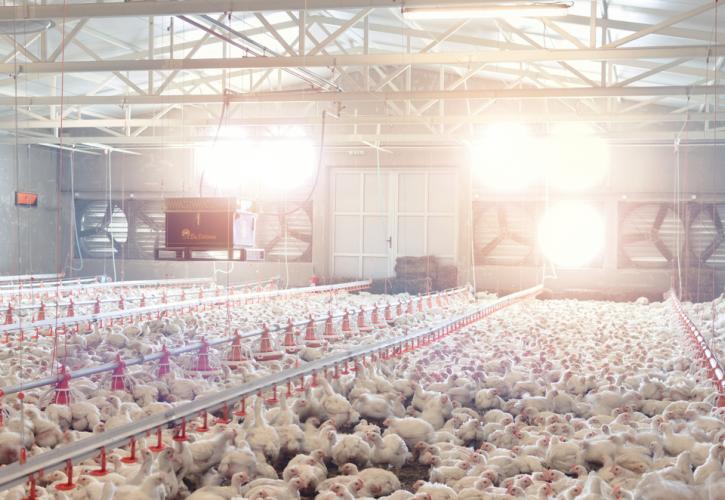 Σε οριακή κατάσταση η εγχώρια πτηνοτροφία - Ανατιμήσεις έως 30% στο κοτόπουλο