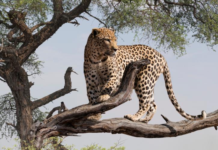 Ιράν: Μια λεοπάρδαλη σκοτώθηκε από πυρά αφότου επιτέθηκε σε έναν αστυνομικό