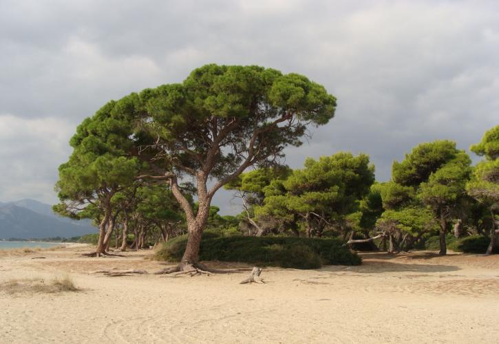 Ολοκληρώθηκαν δύο αντιπυρικά έργα σε Σχινιά-Μαραθώνα