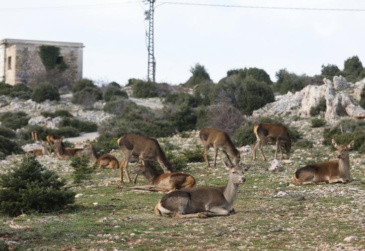 Γιώργος Αμυράς: «Δε θα επιτραπεί το κυνήγι ελαφιών στη Ρόδο»